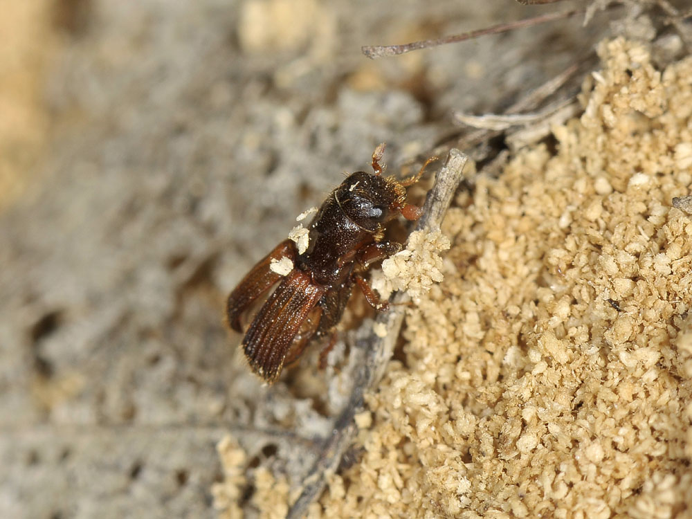 Platypus cylindrus - Curculionidae Platypodinae